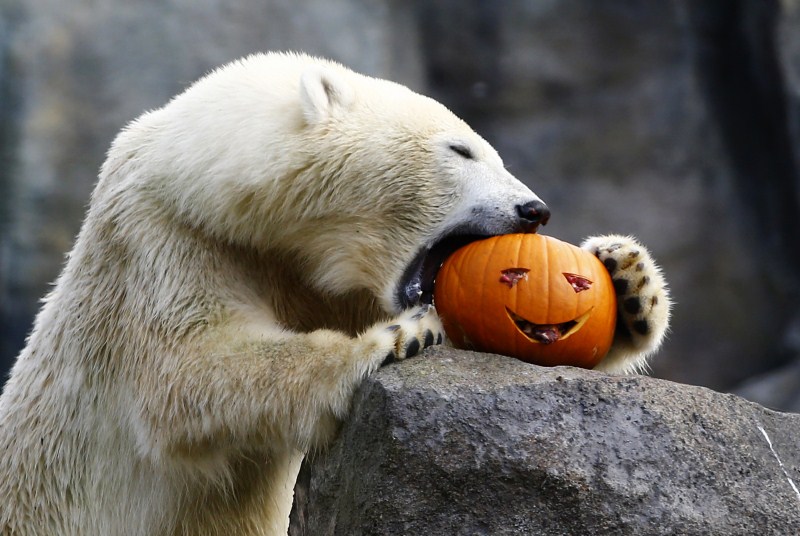 A polar bear eats a pumpkin during Halloween celebration in the Tiergarten Schoenbrunn zoo in Vienna. Halloween,Animals with pumpkins,Animals play with pumpkins,Halloween pumpkins