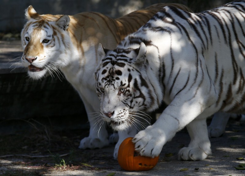 Falcao (R), a white tiger, and Dora, a golden tabby tiger, stand near a pumpkin containing their food during Halloween celebrations at Madrid Zoo. Halloween,Animals with pumpkins,Animals play with pumpkins,Halloween pumpkins