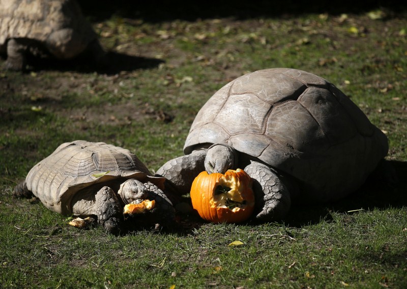 Tortoises eat their food from inside a pumpkin during Halloween celebrations at Madrid Zoo. Halloween,Animals with pumpkins,Animals play with pumpkins,Halloween pumpkins