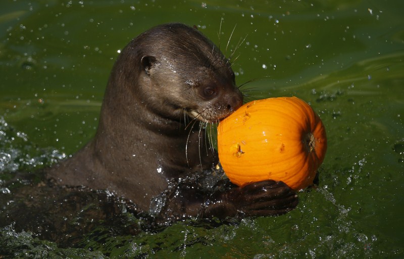 A giant otter holds a pumpkin during Halloween celebrations at Madrid Zoo. Halloween,Animals with pumpkins,Animals play with pumpkins,Halloween pumpkins
