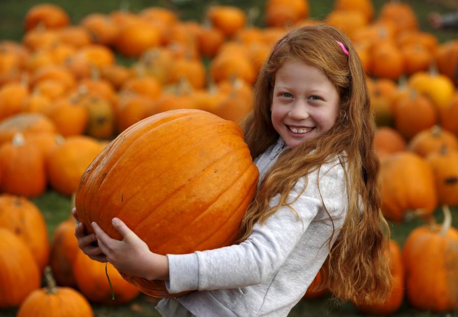 Seven-year-old Darci McCarthy carries a pumpkin in the pumpkin patch ahead of Halloween at Crockford Bridge Farm at Addlestone near Woking, southern Britain. Halloween,Kids dressed in witches,Halloween celebrations,Witches Kids Costumes,Witch Costume Ideas For Halloween,Witch Costumes,toddler costumes