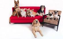 These popular dogs have captivated our hearts and minds by expressing themselves through various titles. The results are awesome and entertaining for all! Netflix has curated a wonderful, diverse feed full of adorable dogs who have already created unique identities for themselves with distinct personalities, characters and aesthetics. From the famous dogs with massive followings to the more obscure pooches flying under the radar, Netflix offers an endless supply of canine cuteness.