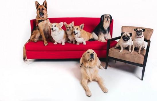 These popular dogs have captivated our hearts and minds by expressing themselves through various titles. The results are awesome and entertaining for all! Netflix has curated a wonderful, diverse feed full of adorable dogs who have already created unique identities for themselves with distinct personalities, characters and aesthetics. From the famous dogs with massive followings to the more obscure pooches flying under the radar, Netflix offers an endless supply of canine cuteness.