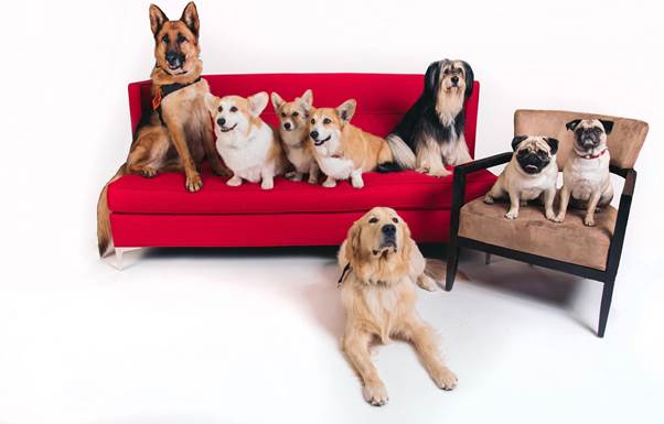These popular dogs have captivated our hearts and minds by expressing themselves through various titles. The results are awesome and entertaining for all! Netflix has curated a wonderful, diverse feed full of adorable dogs who have already created unique identities for themselves with distinct personalities, characters and aesthetics. From the famous dogs with massive followings to the more obscure pooches flying under the radar, Netflix offers an endless supply of canine cuteness. Paul Anka,Lady Dynamite,Lady Dynamite pugs,pugs,Netflix Pitch,famous dogs of Netflix Pitch,famous dogs