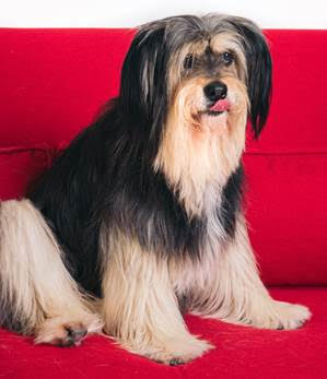 Paul Anka - Gilmore Girls Paul Anka,Lady Dynamite,Lady Dynamite pugs,pugs,Netflix Pitch,famous dogs of Netflix Pitch,famous dogs