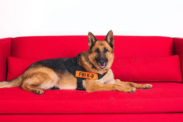 Ranger- Narcos Paul Anka,Lady Dynamite,Lady Dynamite pugs,pugs,Netflix Pitch,famous dogs of Netflix Pitch,famous dogs