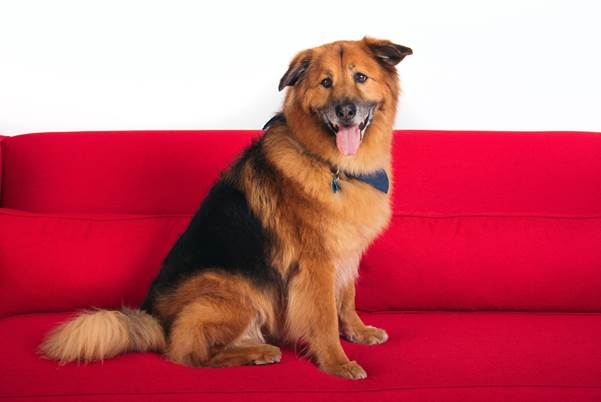 Chunk Handler Paul Anka,Lady Dynamite,Lady Dynamite pugs,pugs,Netflix Pitch,famous dogs of Netflix Pitch,famous dogs