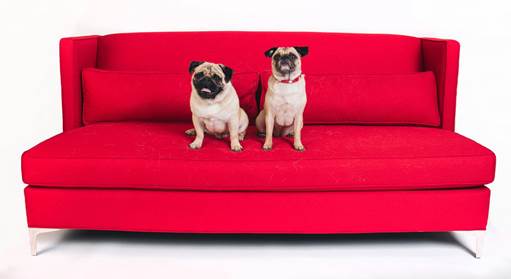 Lady Dynamite Pugs Paul Anka,Lady Dynamite,Lady Dynamite pugs,pugs,Netflix Pitch,famous dogs of Netflix Pitch,famous dogs