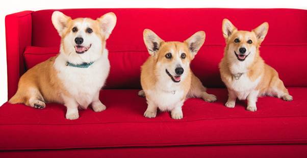 Corgis - The Crown Paul Anka,Lady Dynamite,Lady Dynamite pugs,pugs,Netflix Pitch,famous dogs of Netflix Pitch,famous dogs