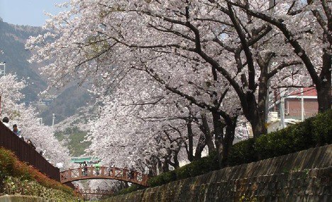 Chinhae Cherry Blossom Festival Photos - Photos,Images,Gallery - 5292