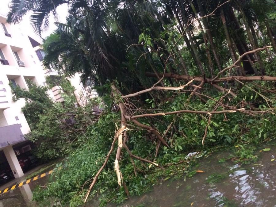 The rains accompanied by strong winds lashed Nellore and Prakasam districts in south coastal Andhra besides Chittoor district in Rayalaseema region, officials said. Heavy rains,heavy rains lash hyderabad,Heavy rains in Andhra,cyclone Vardha,Cyclone Vardah in Andhra