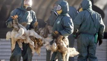 France culls,massive cull of ducks,ducks,bird flu,ducks after bird flu