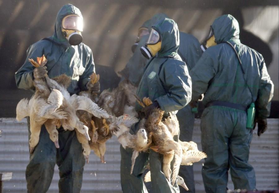 Workers gather ducks to be culled in Latrille, France, January 6, 2017, after France ordered a massive cull of ducks in three regions most affected by a severe outbreak of bird flu as it tries to contain the virus which has been spreading quickly over the past month. France culls,massive cull of ducks,ducks,bird flu,ducks after bird flu
