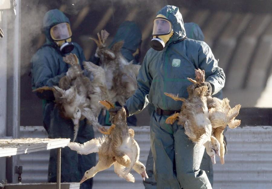 Workers gather ducks to be culled in Latrille, France, January 6, 2017, after France ordered a massive cull of ducks in three regions most affected by a severe outbreak of bird flu as it tries to contain the virus which has been spreading quickly over the past month. France culls,massive cull of ducks,ducks,bird flu,ducks after bird flu