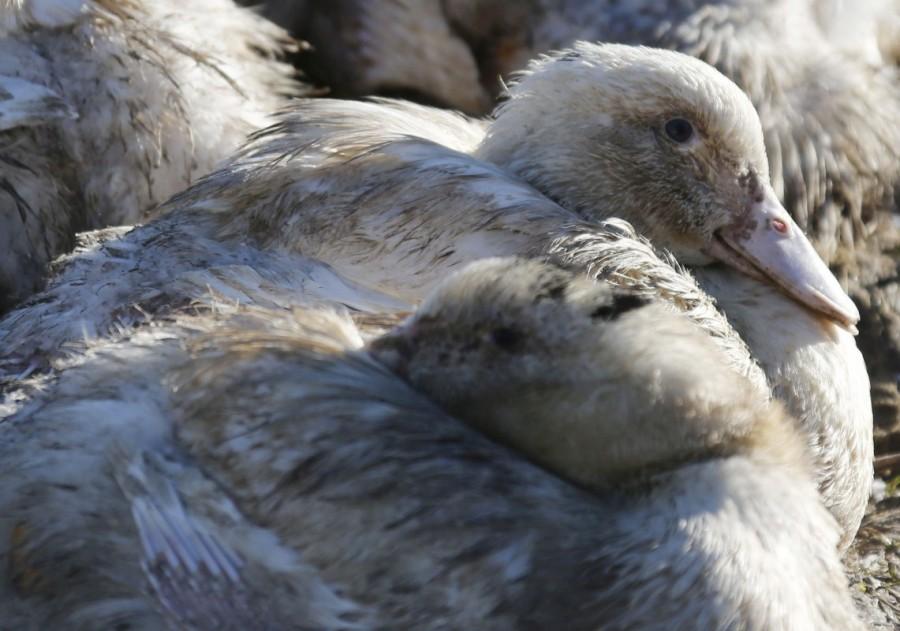 Ducks are seen at a farm in Saint Griede, France, January 6, 2017, after France ordered a massive cull of ducks in three regions most affected by a severe outbreak of bird flu as it tries to contain the virus which has been spreading quickly over the past month. France culls,massive cull of ducks,ducks,bird flu,ducks after bird flu