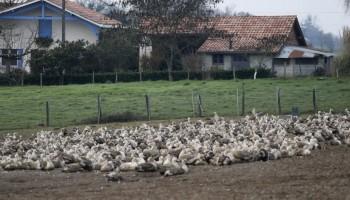 France culls,massive cull of ducks,ducks,bird flu,ducks after bird flu