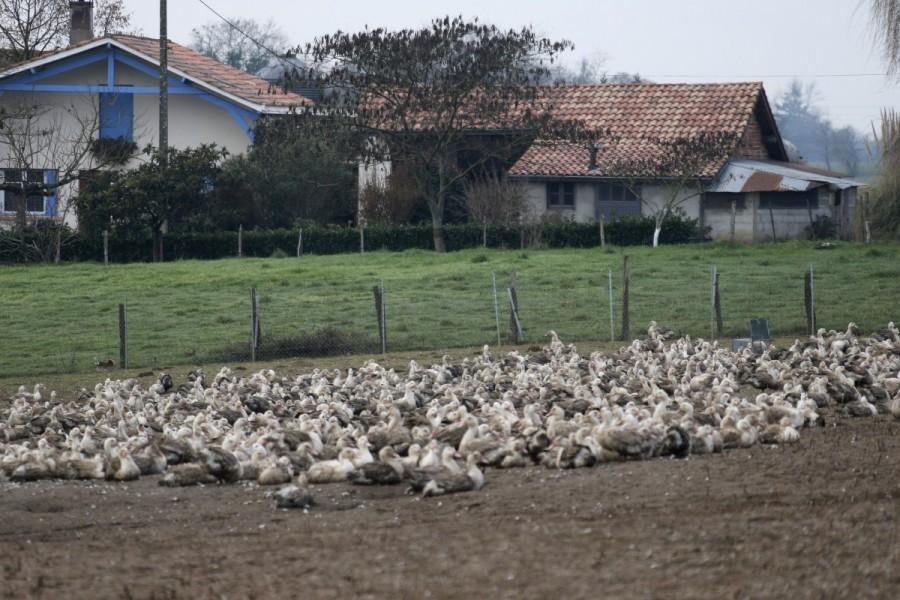 Ducks are seen at a farm in Buanes, France, January 5, 2017, after France ordered a massive cull of ducks in three regions most affected by a severe outbreak of bird flu as it tries to contain the virus which has been spreading quickly over the past month. France culls,massive cull of ducks,ducks,bird flu,ducks after bird flu