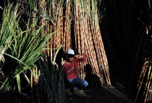 Happy Makar Sankranti 2017: Wishes, SMS, WhatsApp, Facebook messages to share with your friends on Pongal