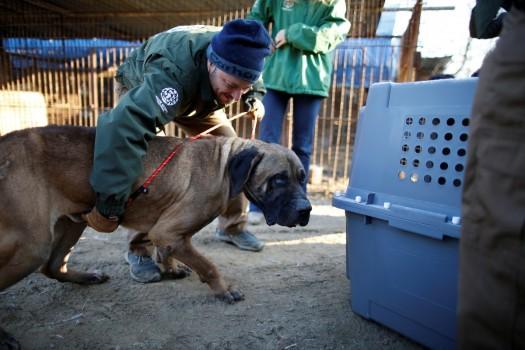 Rescue workers from Humane Society International rescue a dog at a dog meat farm in Wonju. 