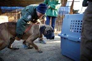 Dog meat farm,dog meat,dog-meat farm,South Korea,Dog cages,U.S,Humane Society International rescue,Humane Society,dog meat farm in Wonju