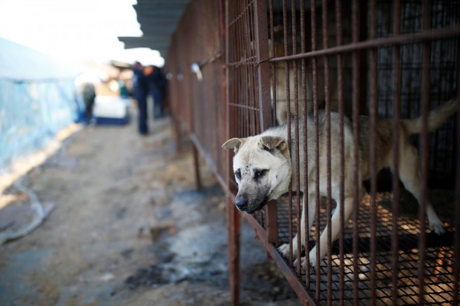 A dog is pictured in a cage at a dog meat farm in Wonju, South Korea, January 10, 2017. Some 200 dogs are being rescued from a farm in Wonju, 90 km (55 miles) from the South Korean capital, Seoul. The dogs, which were being raised for human consumption, were rescued by Humane Society International and will be sent to the U.S. to start new lives as pets under the HSI's campaign. Dog meat farm,dog meat,dog-meat farm,South Korea,Dog cages,U.S,Humane Society International rescue,Humane Society,dog meat farm in Wonju