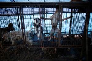 Dog meat farm,dog meat,dog-meat farm,South Korea,Dog cages,U.S,Humane Society International rescue,Humane Society,dog meat farm in Wonju