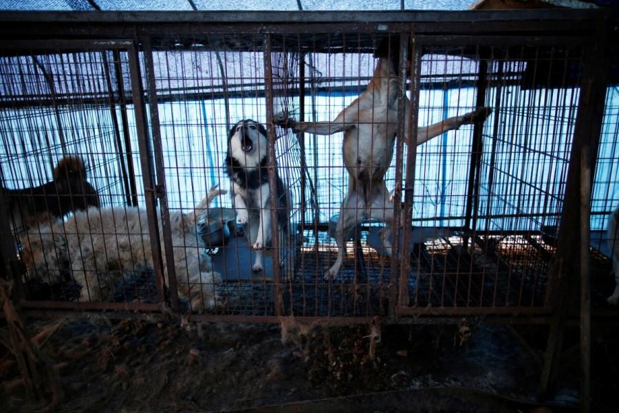Dogs are pictured in cages at a dog meat farm in Wonju. Hygiene there is "non-existent", said HSI campaign manager Andrew Plumbly, with waste collecting beneath cages where dogs are exposed to extremes of weather and fed once a day, according to HSI. Dog meat farm,dog meat,dog-meat farm,South Korea,Dog cages,U.S,Humane Society International rescue,Humane Society,dog meat farm in Wonju