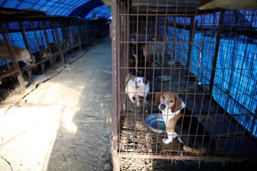 Dogs are pictured in cages at a dog meat farm in Wonju. Dog meat farm,dog meat,dog-meat farm,South Korea,Dog cages,U.S,Humane Society International rescue,Humane Society,dog meat farm in Wonju