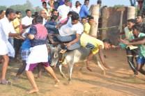 People participate in Jallikattu despite Supreme Court ban in Palamedu village of Madurai on Jan 15, 2017. Jallikattu is popular and ancient bull-taming sport, played usually around Pongal festival in Tamil Nadu.