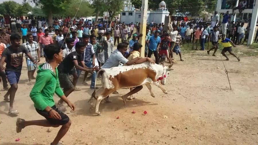 People participate in Jallikattu despite Supreme Court ban in Palamedu village of Madurai on Jan 15, 2017. Jallikattu is popular and ancient bull-taming sport, played usually around Pongal festival in Tamil Nadu. Jallikattu,Jallikattu celebrations,Jallikattu celebrations pics,Jallikattu celebrations images,Jallikattu celebrations photos,Jallikattu celebrations stills,Supreme Court ban,Jallikattu ban,Pongal festival