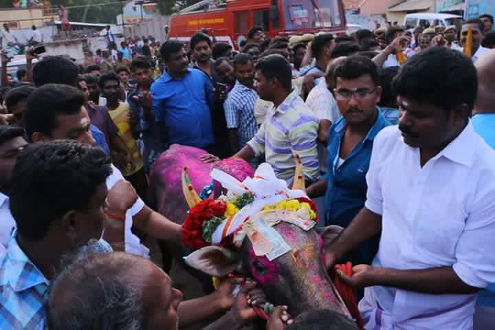 People participate in Jallikattu despite Supreme Court ban in Palamedu village of Madurai on Jan 15, 2017. Jallikattu is popular and ancient bull-taming sport, played usually around Pongal festival in Tamil Nadu. Jallikattu,Jallikattu celebrations,Jallikattu celebrations pics,Jallikattu celebrations images,Jallikattu celebrations photos,Jallikattu celebrations stills,Supreme Court ban,Jallikattu ban,Pongal festival