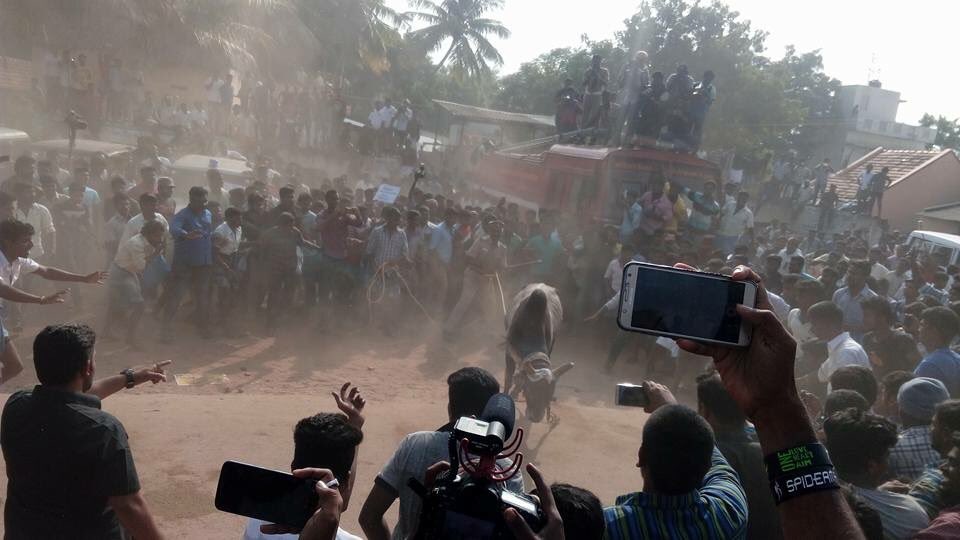 People participate in Jallikattu despite Supreme Court ban in Palamedu village of Madurai on Jan 15, 2017. Jallikattu is popular and ancient bull-taming sport, played usually around Pongal festival in Tamil Nadu. Jallikattu,Jallikattu celebrations,Jallikattu celebrations pics,Jallikattu celebrations images,Jallikattu celebrations photos,Jallikattu celebrations stills,Supreme Court ban,Jallikattu ban,Pongal festival