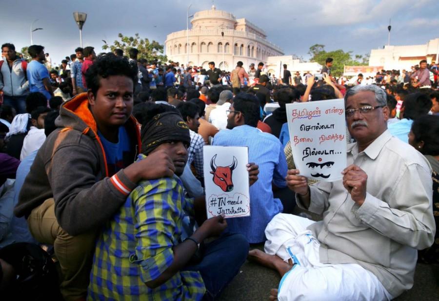 The massive protests by youth at the Marina Beach here demanding holding of jallikattu - the bull-taming sport - and banning animal rights group PETA continued into late night with talks with government officials failing on Tuesday. Jallikattu,Jallikattu protest,Chennai's Marina beach,Marina beach,bull-taming sport,PETA,Ban PETA