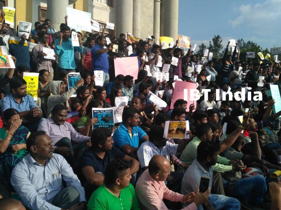 Bengaluru stands with Tamil Nadu; Jallikattu supporters gather in city to protest against the ban. Bengaluru stands with Tamil Nadu,Jallikattu ban,Jallikattu,Jallikattu protest,Jallikattu protest in Bangalore,Town hall