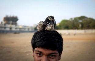 Unusual pets,pets,people and pets,odd ones out