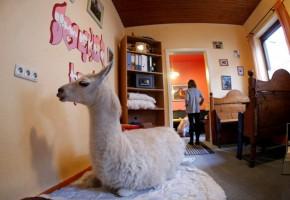 Unusual pets,pets,people and pets,odd ones out