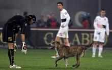 Odd Ones Out: Animals on the Pitch