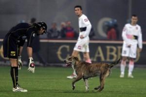 Sports,animals in pitch,animals on pitch