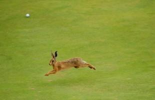 Sports,animals in pitch,animals on pitch