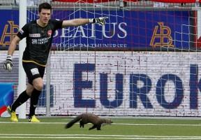 Sports,animals in pitch,animals on pitch