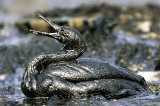 Chennai Oil Spill: Mysterious bird deaths