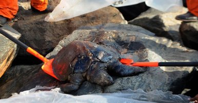 Chennai Oil Spill: Mysterious bird deaths Chennai Oil Spill,Mysterious bird deaths,bird deaths,Mysterious bird deaths on Chennai Oil Spill,Chennai Oil Spill pics,Chennai Oil Spill images,Chennai Oil Spill photos