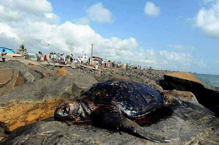 Chennai Oil Spill: Mysterious bird deaths Chennai Oil Spill,Mysterious bird deaths,bird deaths,Mysterious bird deaths on Chennai Oil Spill,Chennai Oil Spill pics,Chennai Oil Spill images,Chennai Oil Spill photos