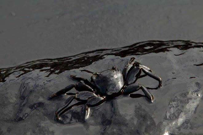 Chennai Oil Spill: Mysterious bird deaths Chennai Oil Spill,Mysterious bird deaths,bird deaths,Mysterious bird deaths on Chennai Oil Spill,Chennai Oil Spill pics,Chennai Oil Spill images,Chennai Oil Spill photos