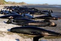 Some of the hundreds of stranded pilot whales marked with an 'X' to indicate they have died can be seen together after one of the country's largest recorded mass whale strandings, in Golden Bay, at the top of New Zealand's South Island, February 10, 2017.