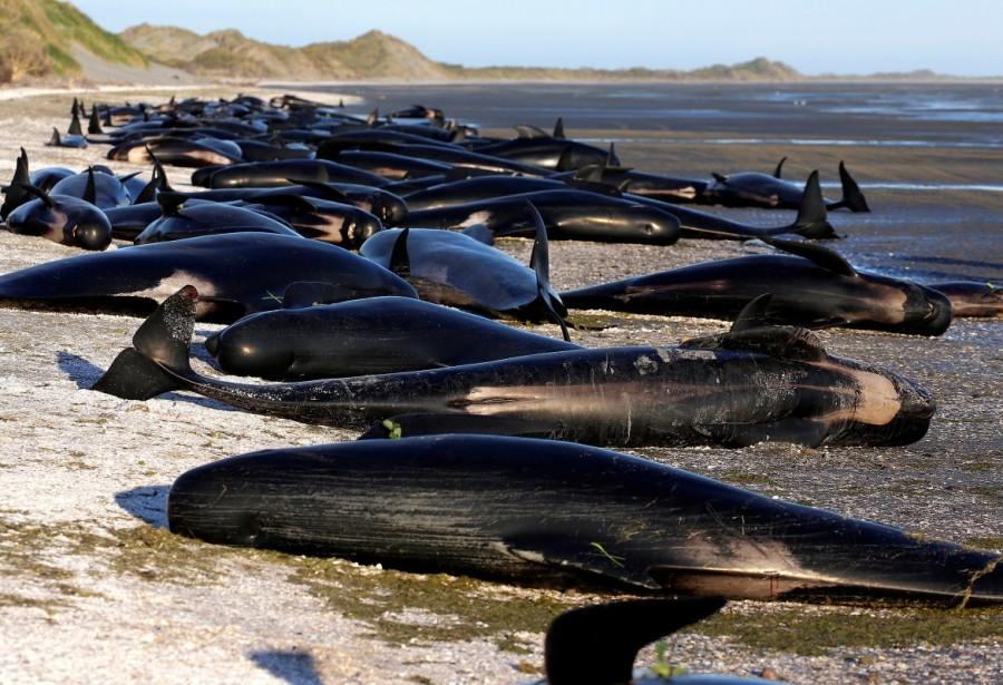 Hundreds of whales,whales,pilot whales,Golden Bay,New Zealand,New Zealand beach
