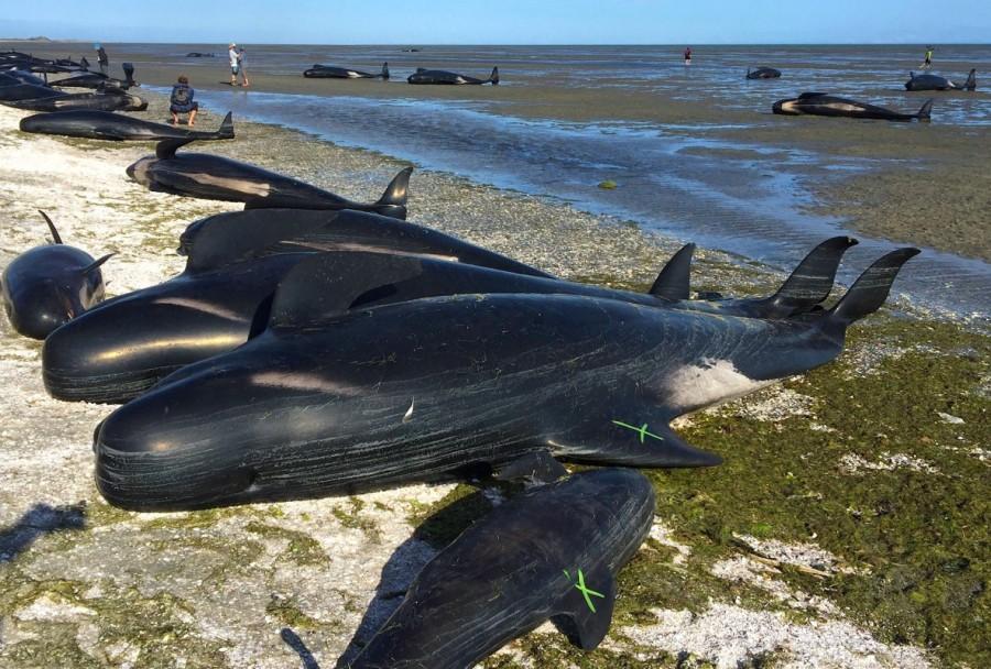 Some of the hundreds of stranded pilot whales marked with an 'X' to indicate they have died can be seen together after one of the country's largest recorded mass whale strandings, in Golden Bay, at the top of New Zealand's South Island, February 10, 2017. Hundreds of whales,whales,pilot whales,Golden Bay,New Zealand,New Zealand beach
