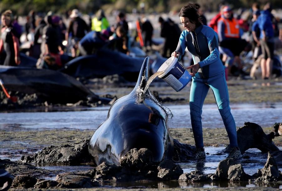 Volunteers attend to some of the hundreds of stranded pilot whales still alive after one of the country's largest recorded mass whale strandings, in Golden Bay, at the top of New Zealand's South Island, February 10, 2017. Hundreds of whales,whales,pilot whales,Golden Bay,New Zealand,New Zealand beach