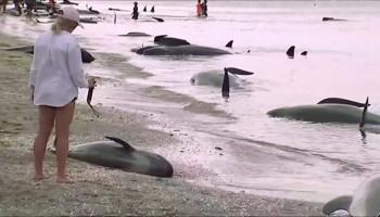 Hundreds of whales,whales,pilot whales,Golden Bay,New Zealand,New Zealand beach