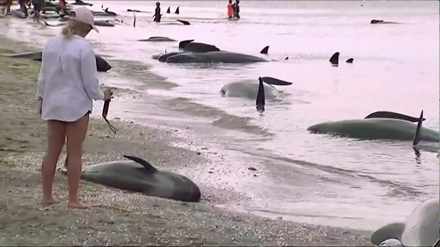 Volunteers attend to some of the hundreds of stranded pilot whales still alive after one of the country's largest recorded mass whale strandings, in Golden Bay, at the top of New Zealand's South Island, February 10, 2017. Hundreds of whales,whales,pilot whales,Golden Bay,New Zealand,New Zealand beach
